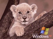 Lion Cub